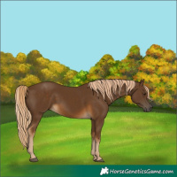 Horse Color:Chocolate Palomino
