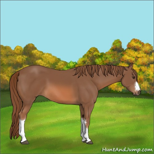 Horse Color:Chestnut 