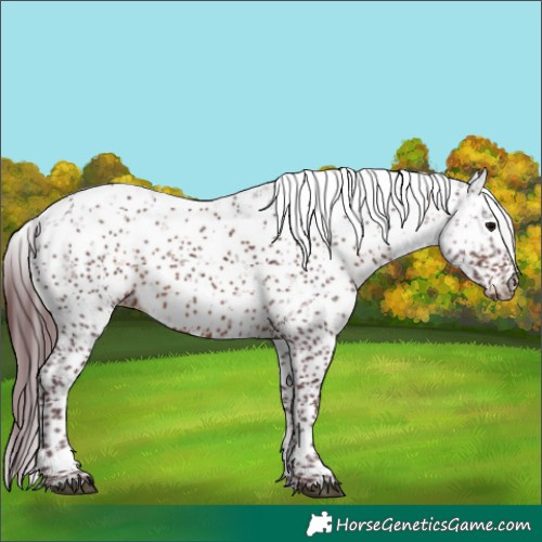 Horse Color:Chocolate Brown Sabino 