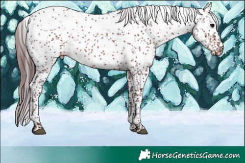Horse Color:Chocolate Brown Sabino 
