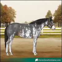 Horse Color:Liver Chestnut Sabino
