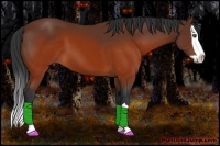 Horse Color:Brown Splash