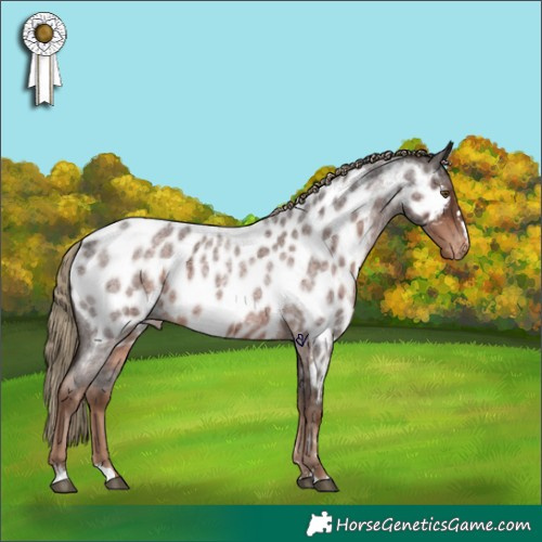 Horse Color:Liver Red Roan Appaloosa 
