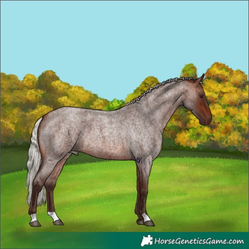Horse Color:Silver Brown Roan 