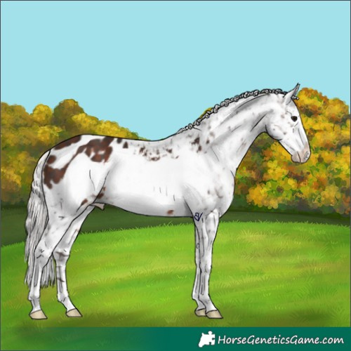 Horse Color:Silver Brown Sabino Frame Appaloosa 