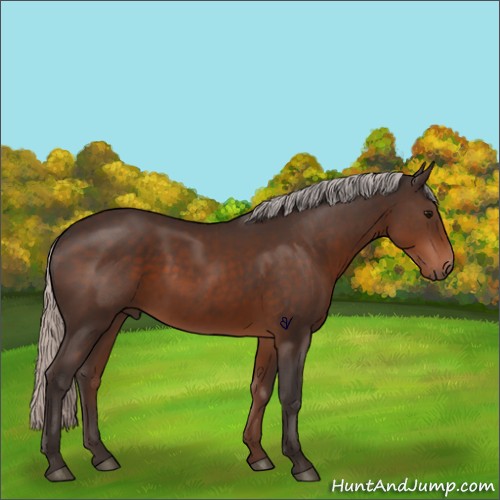 Horse Color:Silver Brown Sabino 