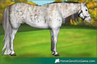 Horse Color:Grullo Sabino Splash  and Bay Dun Sabino Splash 