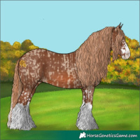 Horse Color:Red Dun Splash and Chestnut Splash