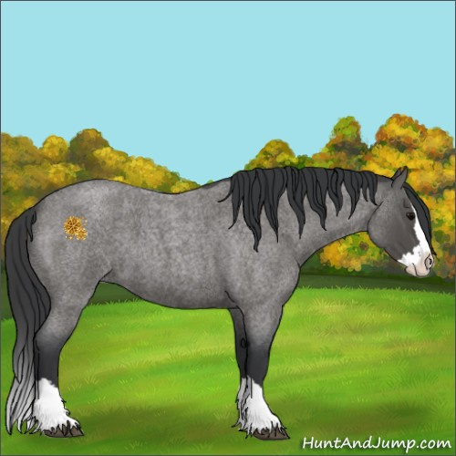 Horse Color:Blue Roan Splash 