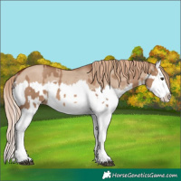 Horse Color:Red Dun Splash  and Red Dun Splash Rabicano 