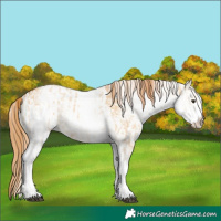 Horse Color:White Spotted Red Dun Rabicano  and White Spotted Red Dun Rabicano 
