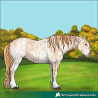 Horse Color:White Spotted Red Dun Rabicano  and White Spotted Red Dun Rabicano 