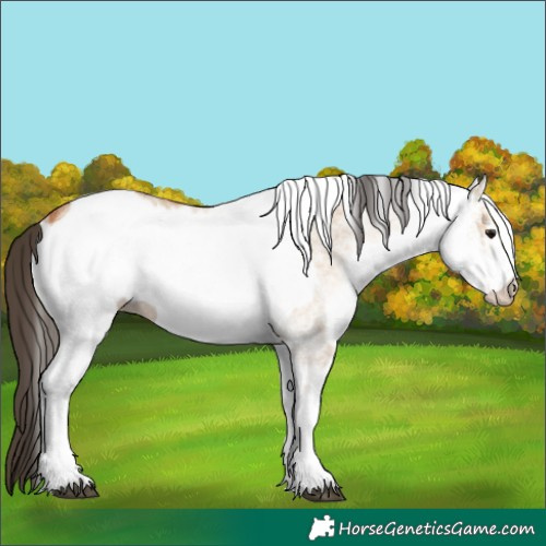 Horse Color:White Spotted Bay Dun Rabicano and White Spotted Bay Dun Rabicano