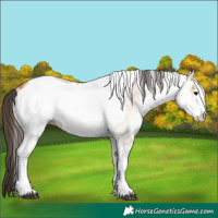 Horse Color:White Spotted Bay Dun Rabicano  and White Spotted Bay Dun Rabicano 