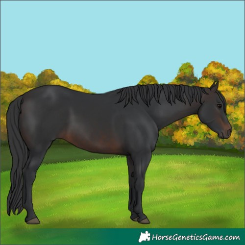 Horse Color:Brown 