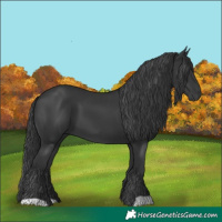 Horse Color:Black 