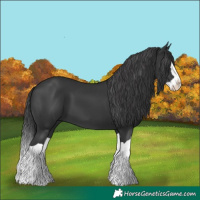Horse Color:Black Splash