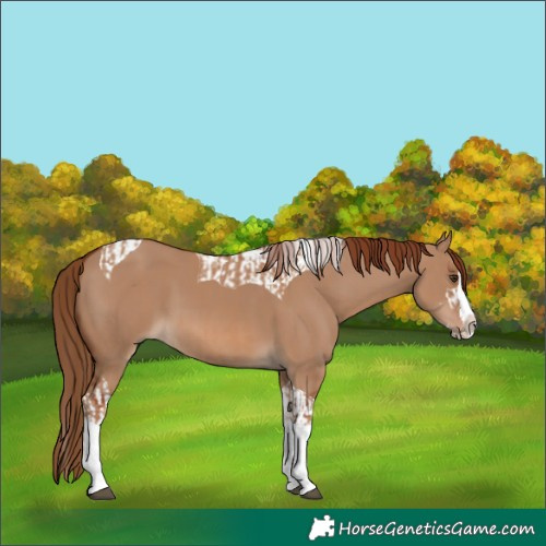 Horse Color:Red Dun Splash  and Red Dun Splash Tobiano 