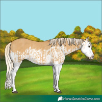 Horse Color:Palomino Dun Splash Rabicano and Palomino Dun Splash Rabicano