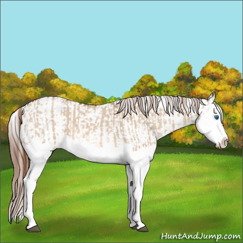 Horse Color:Red Dun Splash  and Red Dun Splash 