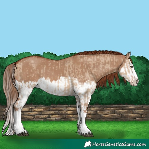 Horse Color:Red Dun Splash  and Red Dun Splash 