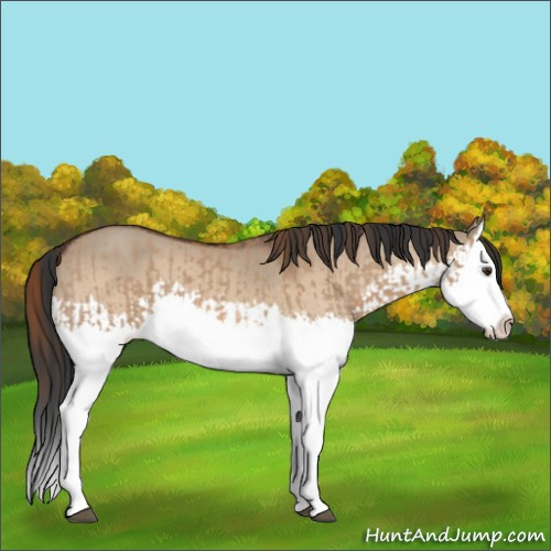 Horse Color:Red Dun Splash  and Bay Dun Splash 
