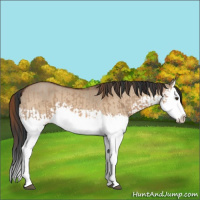 Horse Color:Red Dun Splash  and Bay Dun Splash 