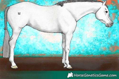 Horse Color:Gray White Spotted Grullo Roan Appaloosa 
