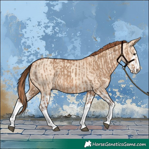 Horse Color:Red Dun Splash  and Gold Champagne Dun Splash 