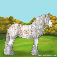 Horse Color:Red Dun Splash  and Red Dun Splash 