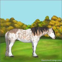 Horse Color:Red Dun Splash  and Bay Dun Splash 