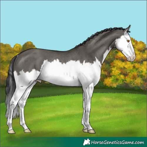 Horse Color:Grullo Splash Rabicano 