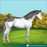 Horse Color:Grullo Splash Rabicano 