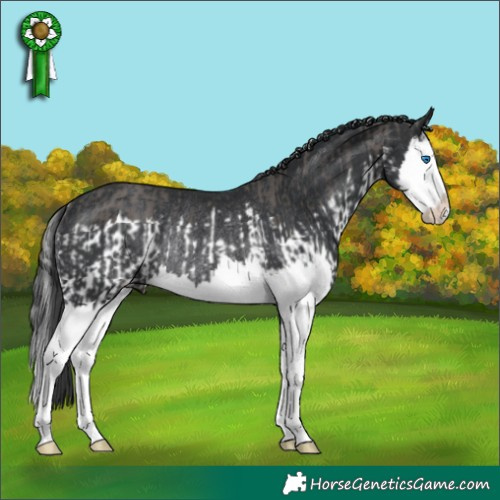 Horse Color:Grullo Splash  and Black Splash Rabicano 