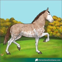 Horse Color:Red Dun Splash  and Red Dun Splash 