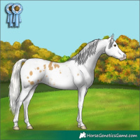 Horse Color:White Spotted Silver Buckskin Dun Tobiano Appaloosa 