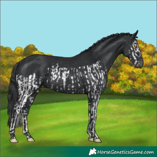 Horse Color:Black Splash Rabicano  and Black Rabicano 