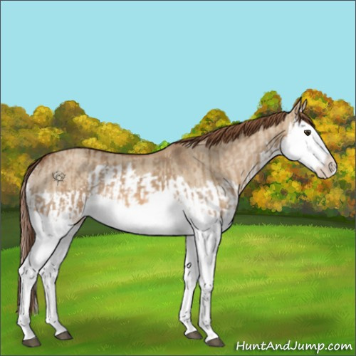 Horse Color:Red Dun Splash  and Red Dun Splash Rabicano 