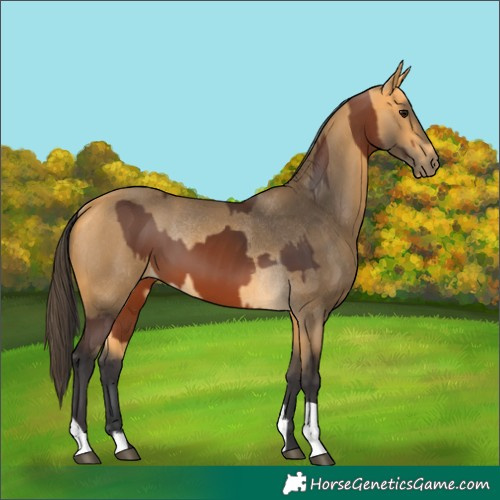Horse Color:Bay Rabicano  and Buckskin Rabicano 