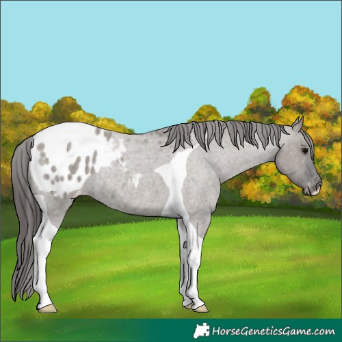 Horse Color:Grullo Roan Tobiano Appaloosa 