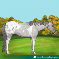 Horse Color:Grullo Roan Tobiano Appaloosa 