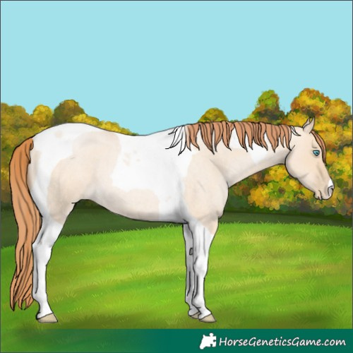 Horse Color:Buckskin Roan Pearl Dun Tobiano 