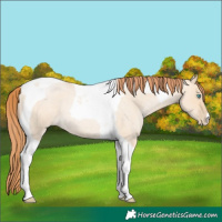 Horse Color:Buckskin Roan Pearl Dun Tobiano