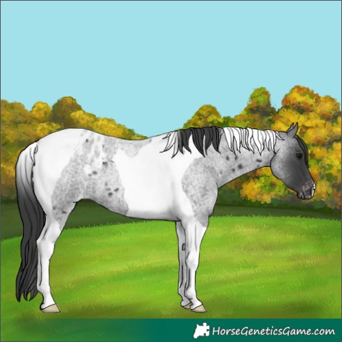 Horse Color:Blue Roan Tobiano Blanket 