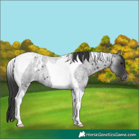 Horse Color:Blue Roan Tobiano Appaloosa