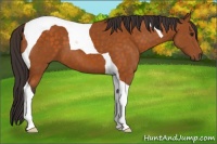 Horse Color:Buckskin Tobiano 