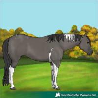 Horse Color:Grullo Tobiano 