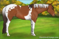 Horse Color:Buckskin Tobiano Blanket 