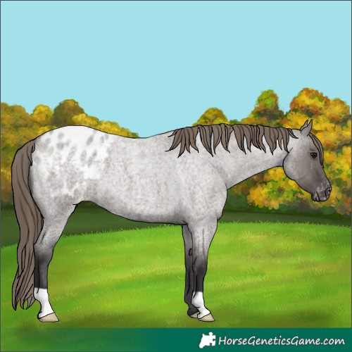 Horse Color:Smoky Grullo Roan Appaloosa 