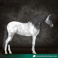 Horse Color:Blue Roan Tobiano Appaloosa